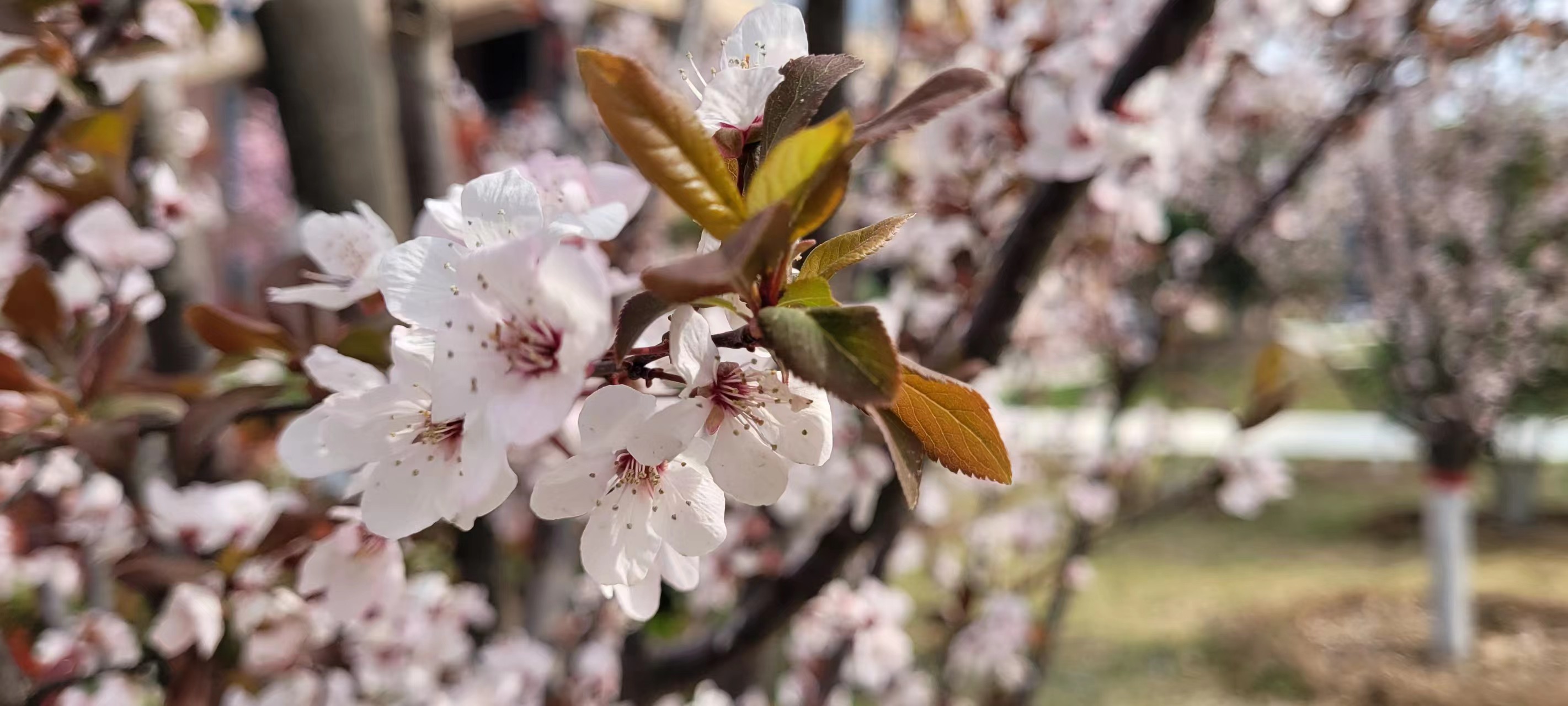 �L(ch��ng)�ſƼ��a(ch��n)�I(y��)�@